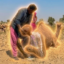 Camel Matkass icon