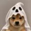 HALLOWINU icon