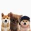 Bring Back Animals icon