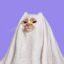 Ghost Cat icon