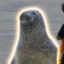Lola The Seal icon