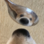 Spoon Inu icon