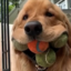 Finley icon