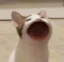 First Cat To 1 Billion icon
