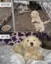 Justice For Fluffy icon