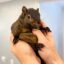The Squirrel icon