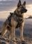 Warhound icon