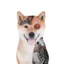 Artificial Inu icon