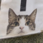 upcat icon