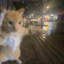 Karate Cat icon