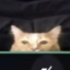 Rico icon