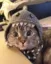 Nala Cat icon