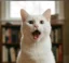 ONECAT icon