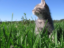 Gemi icon