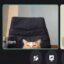 insider cat icon