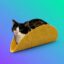 tacoocat icon