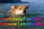 I will always succeed icon