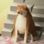 dege icon
