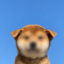 Inufication icon