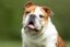 Boby The Bulldog icon