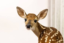 fawn icon
