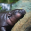 Koon-San icon