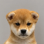 INU icon