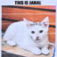 The Bodega Cat icon