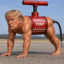 DONALD PUMP icon