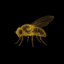 Immortal Fruit flies icon