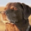 clarity dog icon
