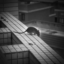 rat in pain icon