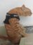 TEDDYDOO WIF LUNG CANCER WIFDEEZ icon