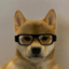 Dog Wif Specs icon
