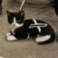 XCat icon