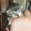 Monero Cat icon