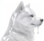i nut icon