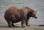 The Bear icon