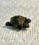 2urtle icon