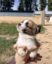 Dug icon