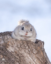 Ezo icon