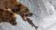 FatBear icon