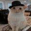 topcat icon