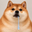 Stupid Inu icon