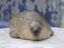 ゴマスケ icon