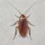 Study The Cockroach icon