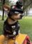 Comando Chihuahua icon