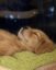 chillinu icon