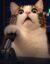 levercat icon