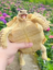 Pongpong icon